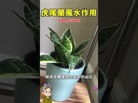 虎尾蘭廁所風水|浴室淨化植物風水必學！廁所擺放虎尾蘭大忌揭密